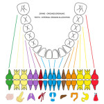 Organbeziehung der Zähne