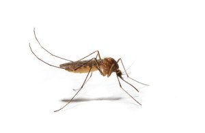 Natürlicher Schutz vor Insekten - Mücken und Zeckenabwehr ohne Chemie